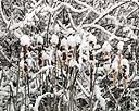 Snow Covered Cattails - 2.jpg